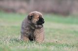 CHOW CHOW 326